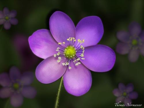 端午节微信祝福语客户